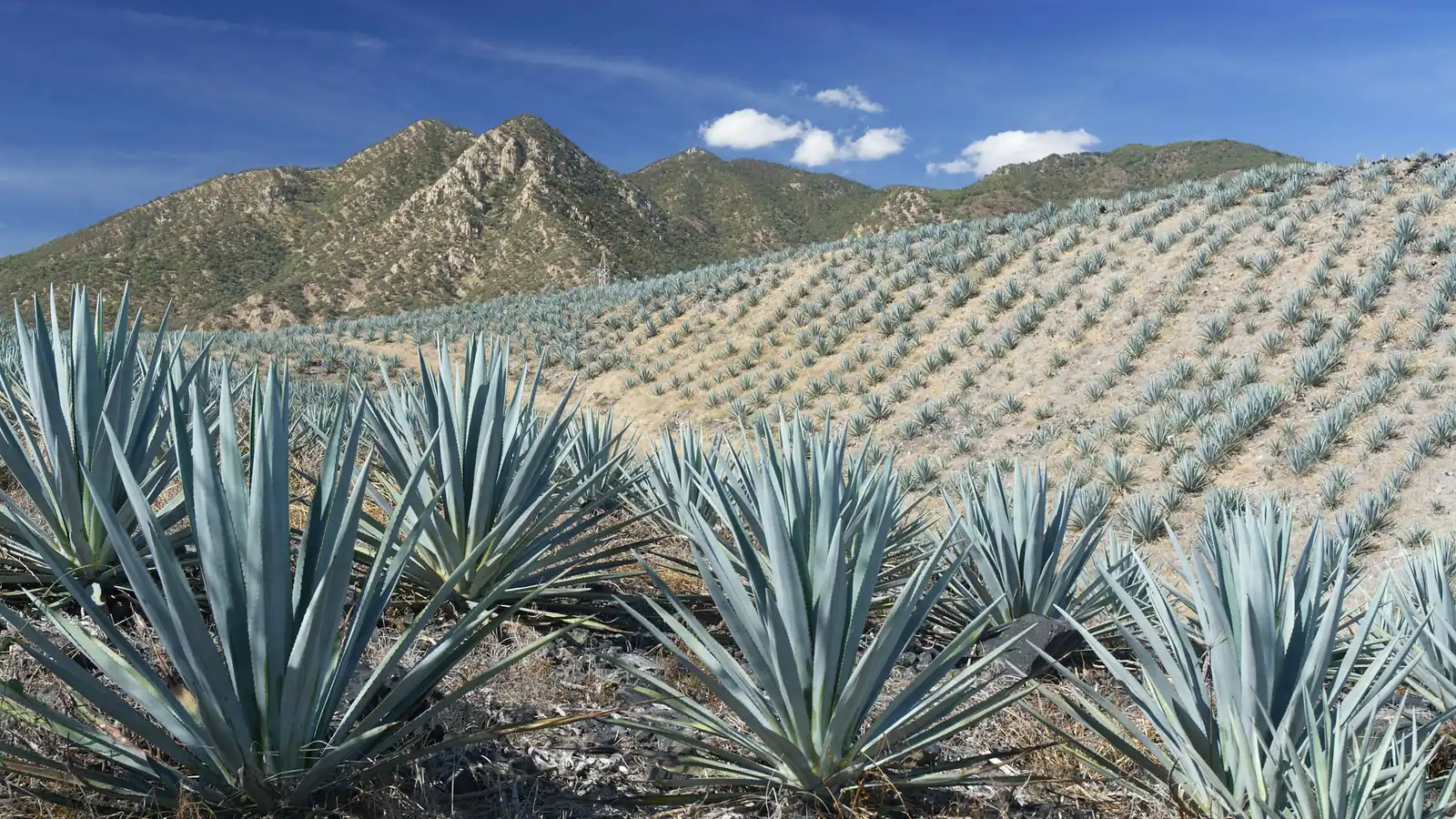 Campo de agave azul con cerros al fondo, terrenos ejidales en Jalisco